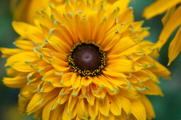 rudbeckia (black-eyed Susan) close up