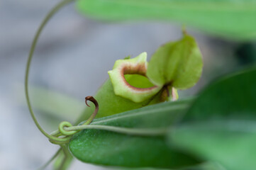 Nepenthes (pitcher plant) or abstract botanical background