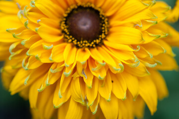 detail of rudbeckia (black-eyed Susan)