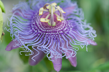 close up of a Passiflora flower