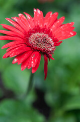 red gerbera flower (with some petals missing)