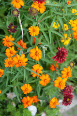 orange and red flowers in the park