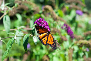 male monarch butterfly on a purple Buddleia davidii flower 