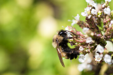 bee on a flower
