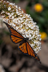 male monarch butterfly on Buddleia davidii flower