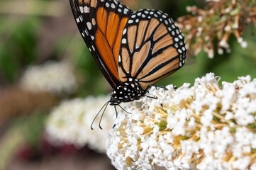 monarch butterfly and Buddleia davidii flower