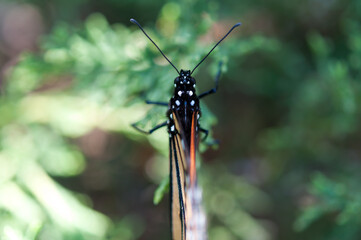 monarch butterfly rests on a branch