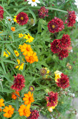 red and orange flowers in the garden