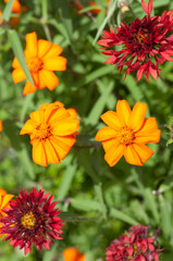 orange and red flowers in the sun