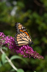 monarch butterfly searches for nectar on a Buddleia davidii flower