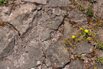 Brick Stone Texture with Grass, Flowers and Dandelion (Castle)