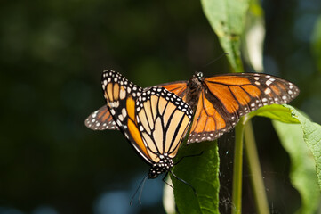 two monarch butterflies reunited in the sun