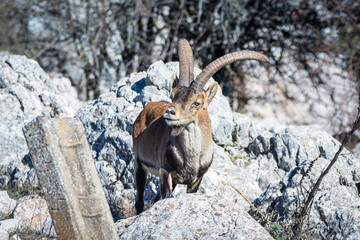 A Iberian ibex, Capra pyrenaica, in mountains El Torcal de Antequera, Andalusia, Spain