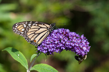 monarch butterfly (with a damaged wing) on a purple Buddleia davidii flower