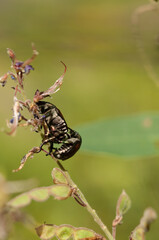 Popillia japonica on japanese beetles on a stem