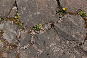 Brick Stone Texture with Grass, Flowers and Dandelion (Castle)