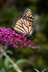 monarch butterfly on a pink Buddleia davidii flower
