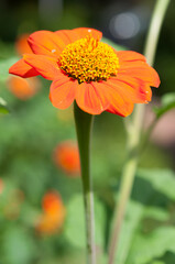 Tithonia rotundifolia (red or Mexican sunflower) in the garden