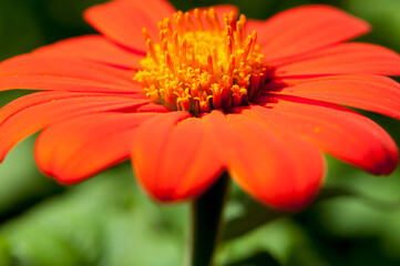 Tithonia rotundifolia (red or Mexican sunflower) close up