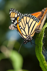 monarch butterflies very close together