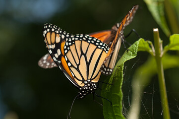 Fototapeta na wymiar two monarch butterflies in union