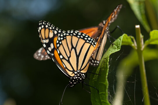 two monarch butterflies in union