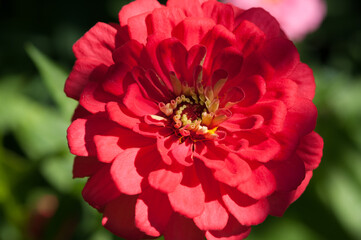 red zinnia blossom close up