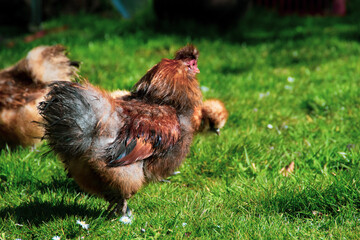 chickens
