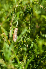 grasshopper sunning on a stem
