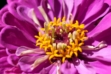 close up of a zinnia blossom