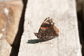 old butterfly on a weathered wooden plank