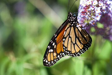 monarch butterfly on a flower