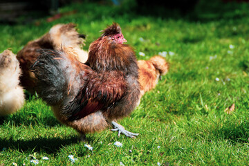 rooster and chicken