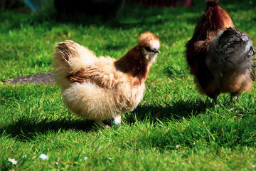 chickens on the grass