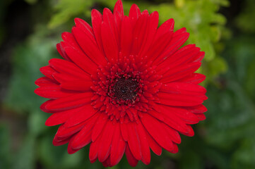 red gerbera flower close up