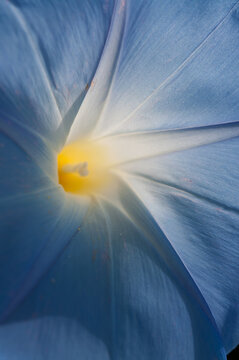 Ipomoea Purpurea Close Up