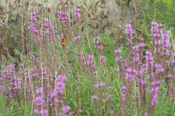 scene with monarch butterflies and loosestrife bush