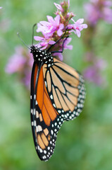 monarch butterfly isolated on a green and pink background (Lythrum salicaria)