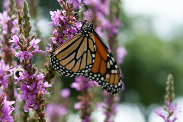 monarch butterfly on purple flower