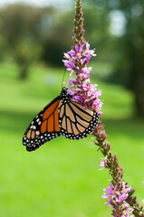 butterfly in the park