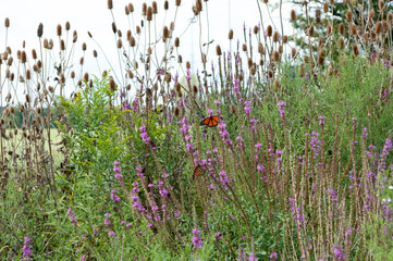 loosestrife and teasel (tall stalks in mid-ground) with butteflies - obrazy, fototapety, plakaty