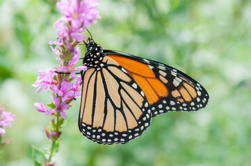 close up of a monarch clinging to pink loosestrife