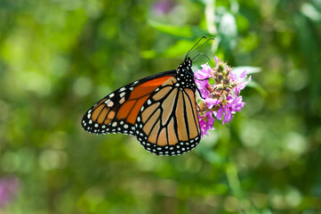 isolated butterfly on a pink flower