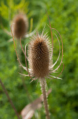 teasel growing in a field with sunlight