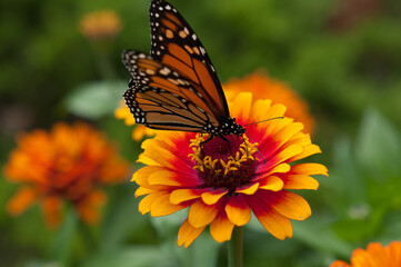 monarch butterfly and zinnia flower