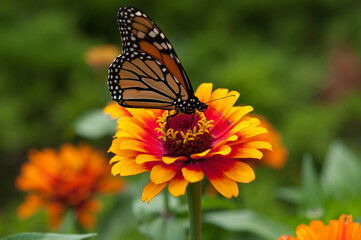 isolated butterfly on a zinnia flower