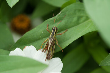 grasshopper on a zinnia flower and leaf