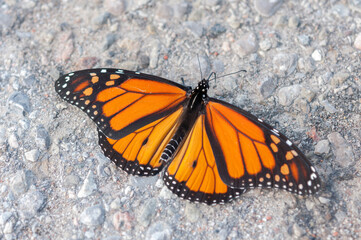 pavement and butterfly