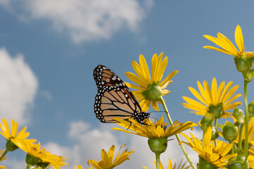 monarch butterfly and yellow flowers of the cup plant on a cloudy blue sky