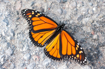 butterfly on the ground close up